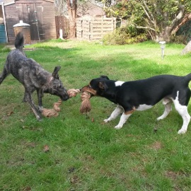 Dog boarding within a loving home, including a secure garden