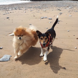 Dog walking services on the beach and on the Sussex Downs