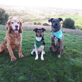 Sussex dog walking services provide fun and interest 