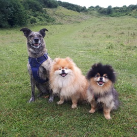Dog walking service in Sussex countryside