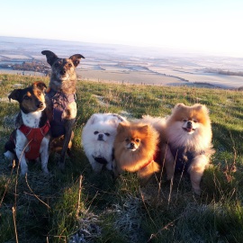 Dog boarding and walking in Sussex