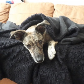 Sometimes a dog needs a cosy seat and lots of love